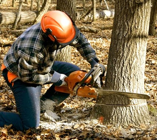 Tree Removal in Dearborn, MO